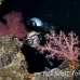 coral_soft_lw_tam_h_0194_bal3791.jpg